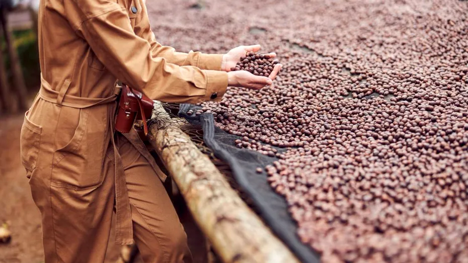 Cafeaua de specialitate: o sursă naturală de antioxidanți cu beneficii pentru sănătate