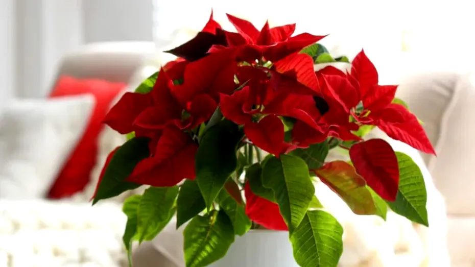 Unde nu trebuie să pui crăciunița în casă de Crăciun: superstițiile care vorbesc despre ghinion