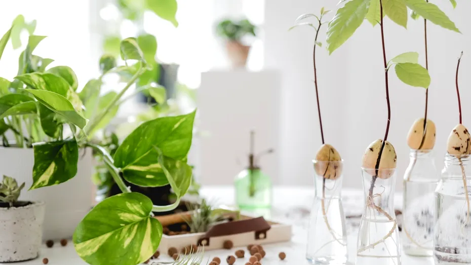 Plantele pe care merită să le ai în casă: specialiștii explică beneficiile lor surprinzătoare