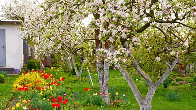 Ce flori să plantezi lângă pomii fructiferi: soluția naturală pentru o livadă sănătoasă