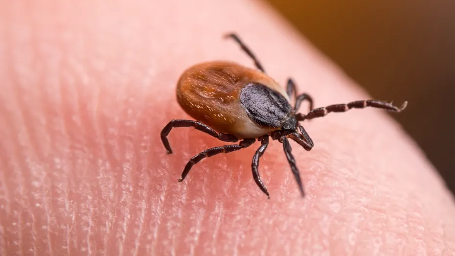 Descoperire importantă în lupta cu căpușele. Cercetătorii au găsit „punctul slab” care le face periculoase