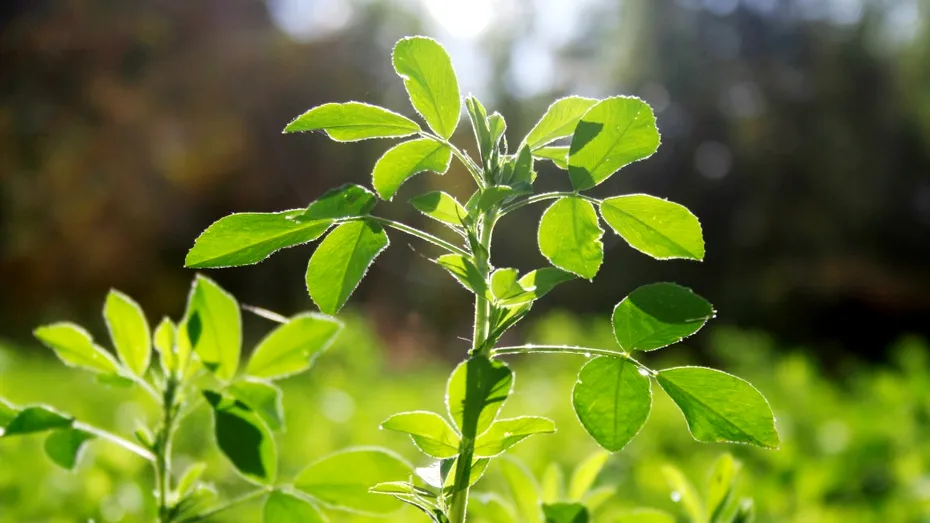 „Aurul verde” al Romei Antice, dispărut fără urmă